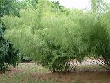 Bamboo Otatea  (Mexican weeping) 